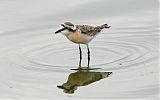 Kittlitz's Plover